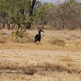 Ethiopia - 703 - Abyssinian Ground Hornbill
